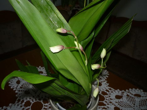 P1020885