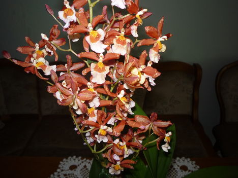 P1020895