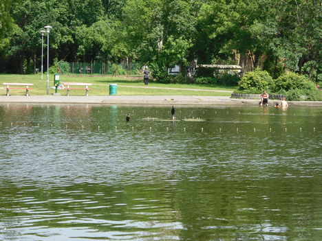 városliget,kormoránok