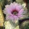 Echinocereus x. Wilcoxia