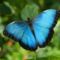 kék-pillangó