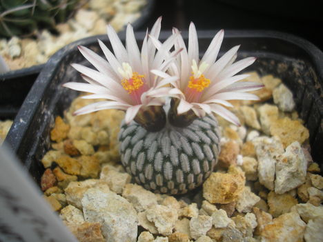 Turbini.Pseudopectinatus