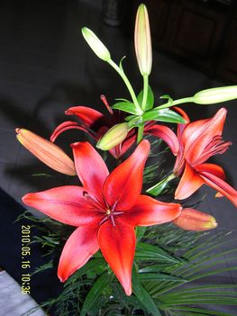 Liliom