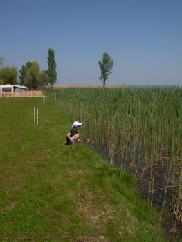 Májusi Balatonpart, Alsóörs