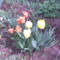 Kép000 kedvenc tulipánjaim