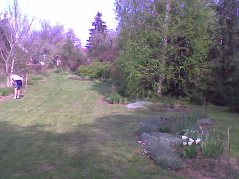 Kép007 kertem tavasszal lentről nézve