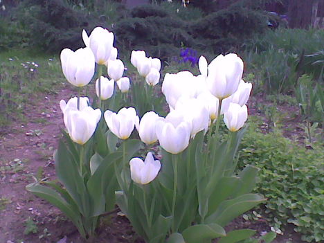 Kép023 egy csoport  tulipán