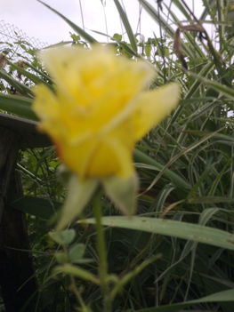 Újabb sárga rózsa