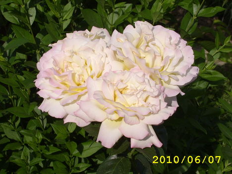 egy szálon 4 rózsa