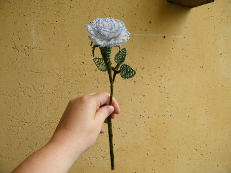 fehér-világoskék rózsa