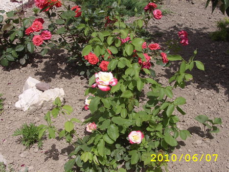 rózsák vegyesen