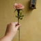 vanília-mályva rózsa