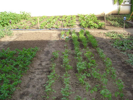 2010 májusi kertünk 11