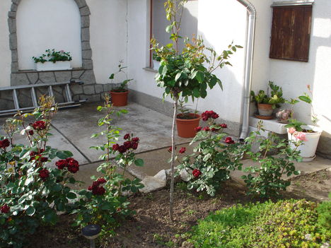 2010 májusi kertünk 6