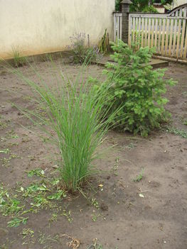 2010junius 043