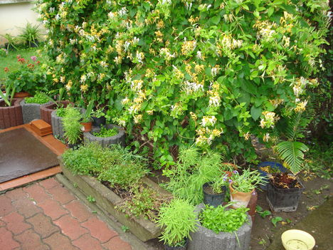 2010junius 047