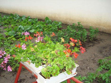 2010junius 049