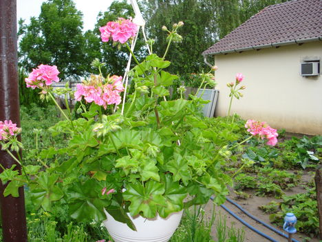 2010junius 050