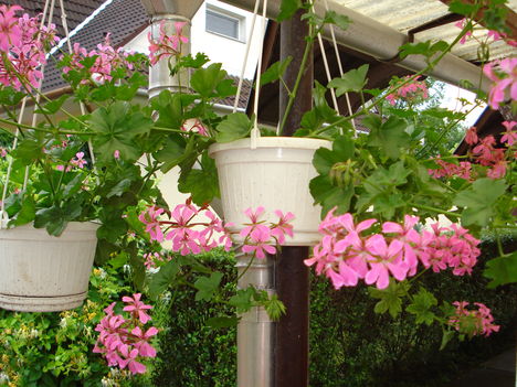 2010junius 055