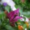 Bouganvillea glabra (lila bimbózik)
