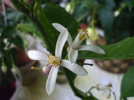citromfa illatos virága