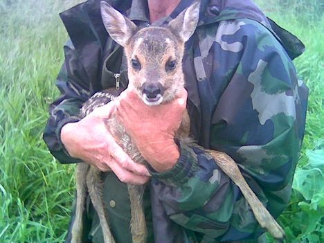 bambi az árvízből