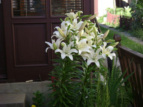 liliom