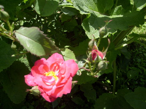  virágok 2