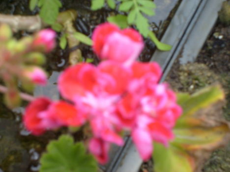 virágok 4