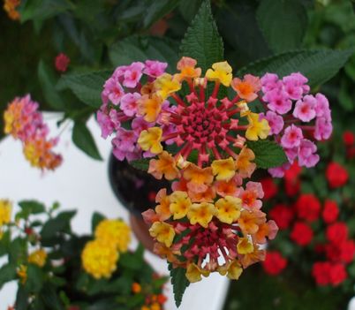 Lantana rózsaszín (sétányrózsa)