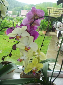 Orchideák 1