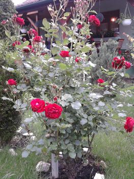 piros rózsabokor