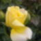 Sárga rózsám naponta meglep új virággal