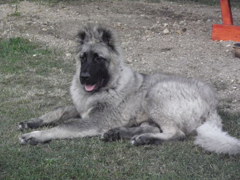 SZÁSA 5 HÓNAPOS
