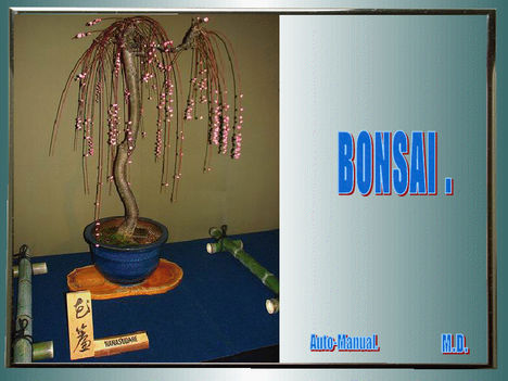 Bonsai 33