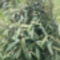 Bőrlevelű bangita