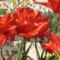 dupla szirmú tulipán