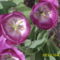lilás szinű tulipán