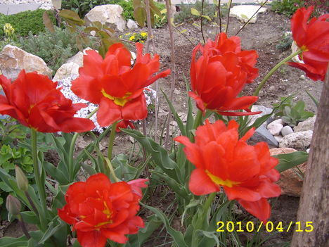 piros tulipán dupla szirmokkal