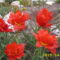 piros tulipán dupla szirmokkal