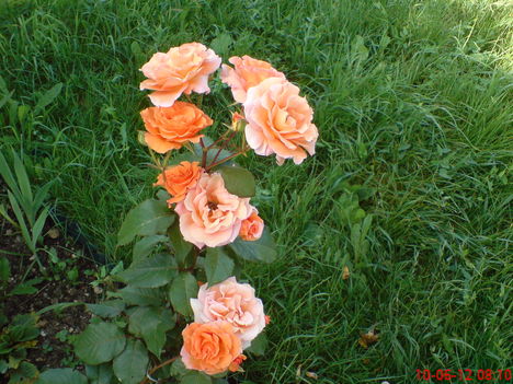 Szép virágok 10