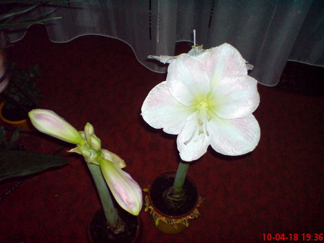 Szép virágok 2