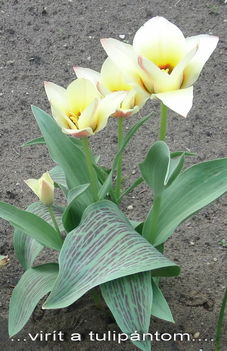 ...virít a tulipánt....