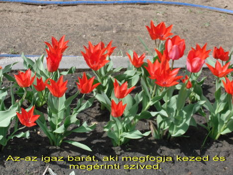 ...virítanak a tulipántjaink...