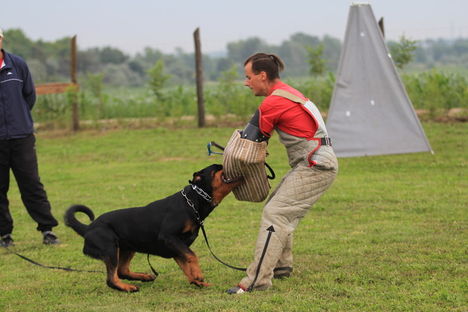 Fellegvár Rott Thunder Vascó