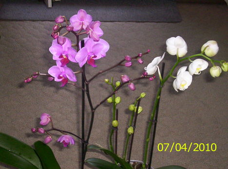 Együtt a két legújabb orchideám