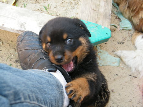 Rocky 6 hetes