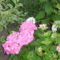 rózsaszin hortenzia igaz az idei ültetés