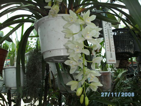 BILD0021 M.cymbidium.