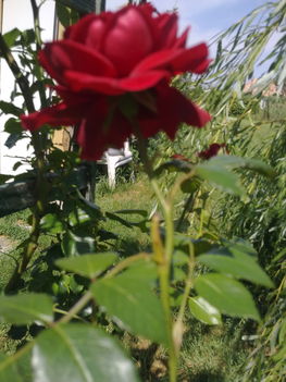 Bordó rózsa